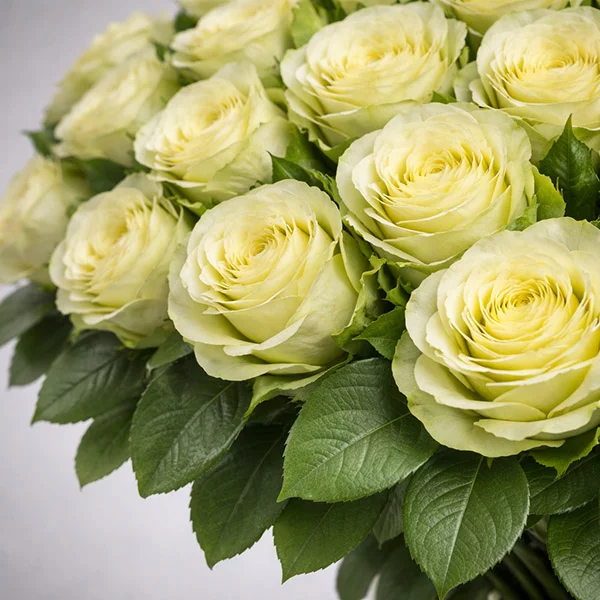 Букет из 51 зелёной розы - Комильфо